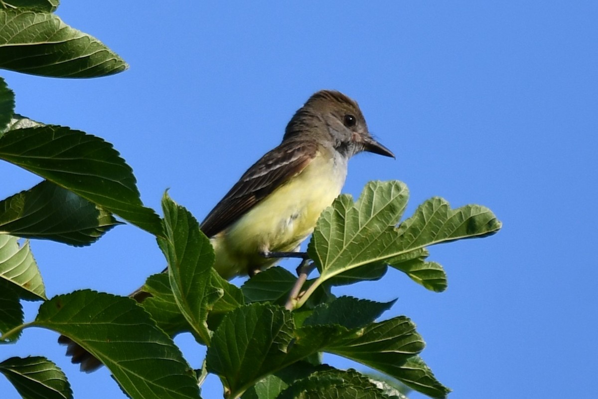Great Crested Flycatcher - ML620877972