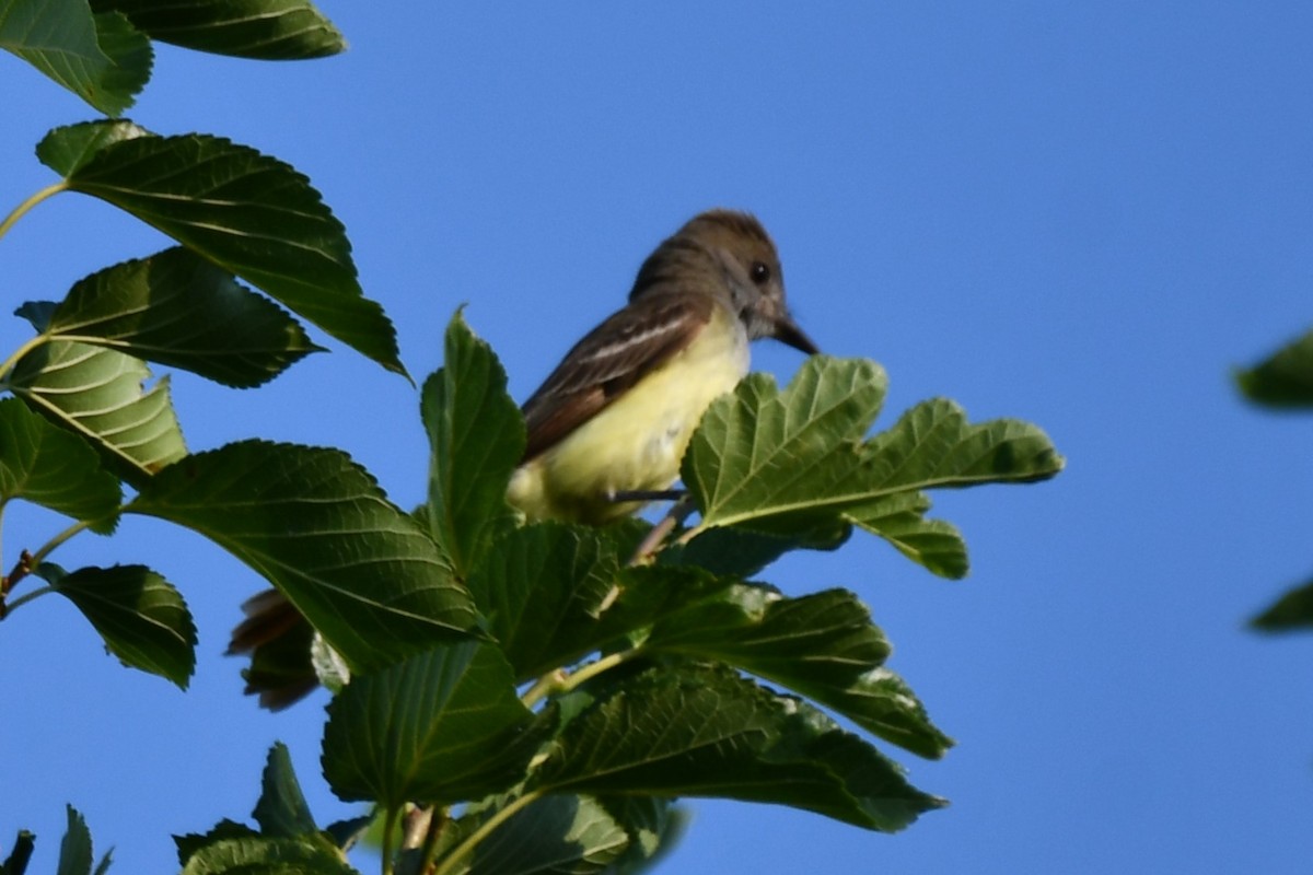Great Crested Flycatcher - ML620877973