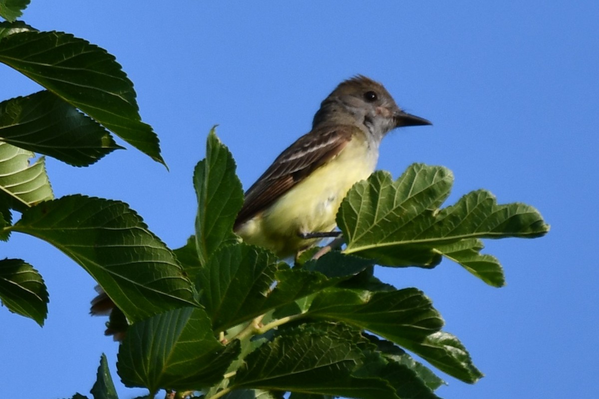 Great Crested Flycatcher - ML620877974