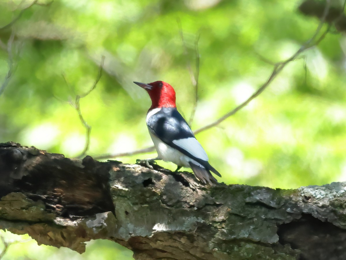 Red-headed Woodpecker - ML620877977