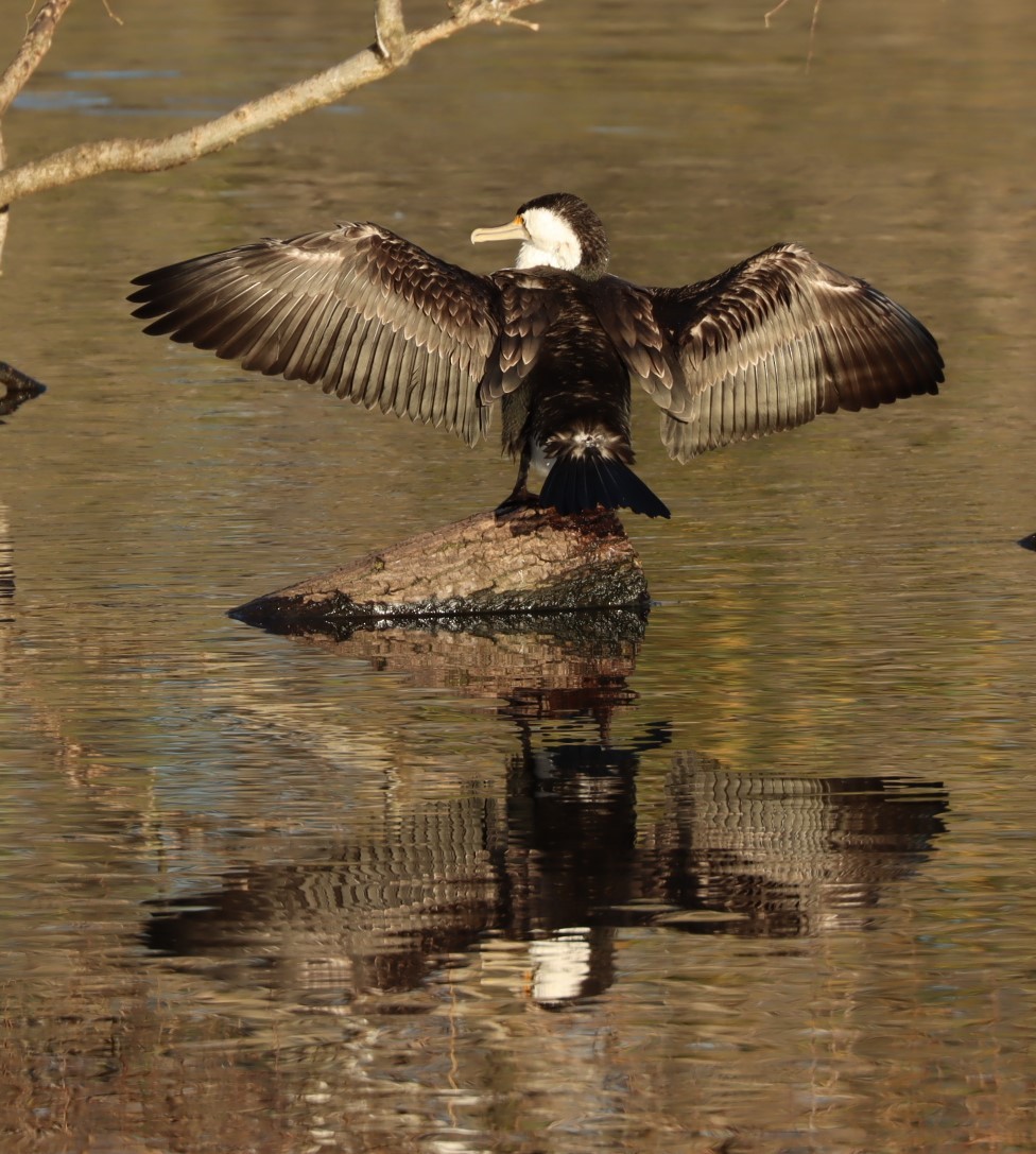 Cormorán Pío - ML620877978