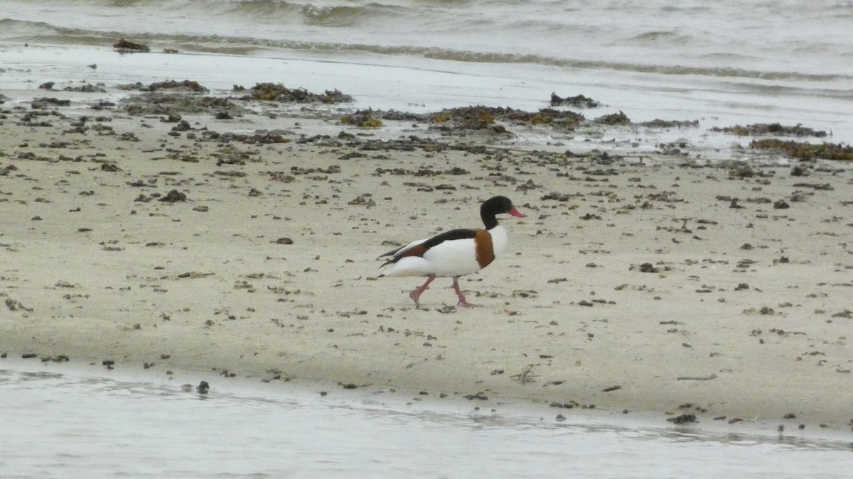 Common Shelduck - ML620877980