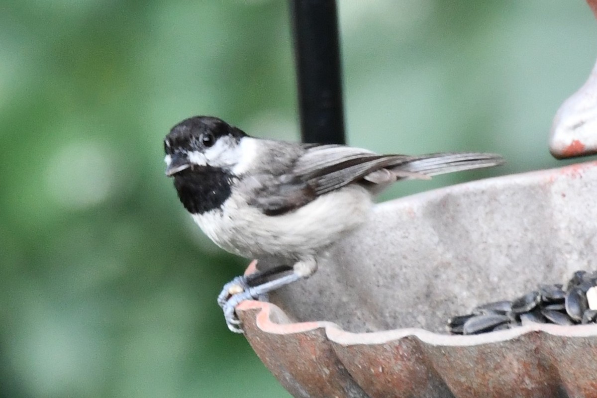 Carolina Chickadee - ML620877984