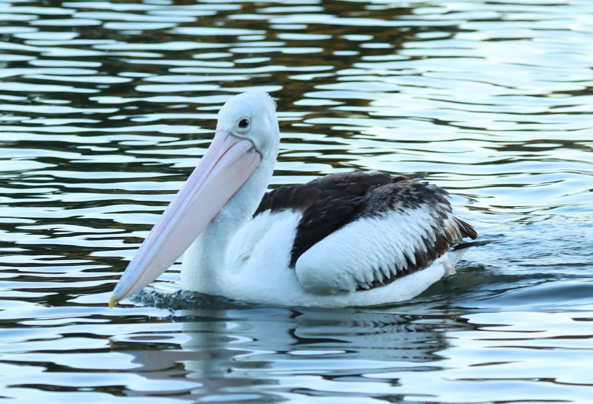 Australian Pelican - ML620877985