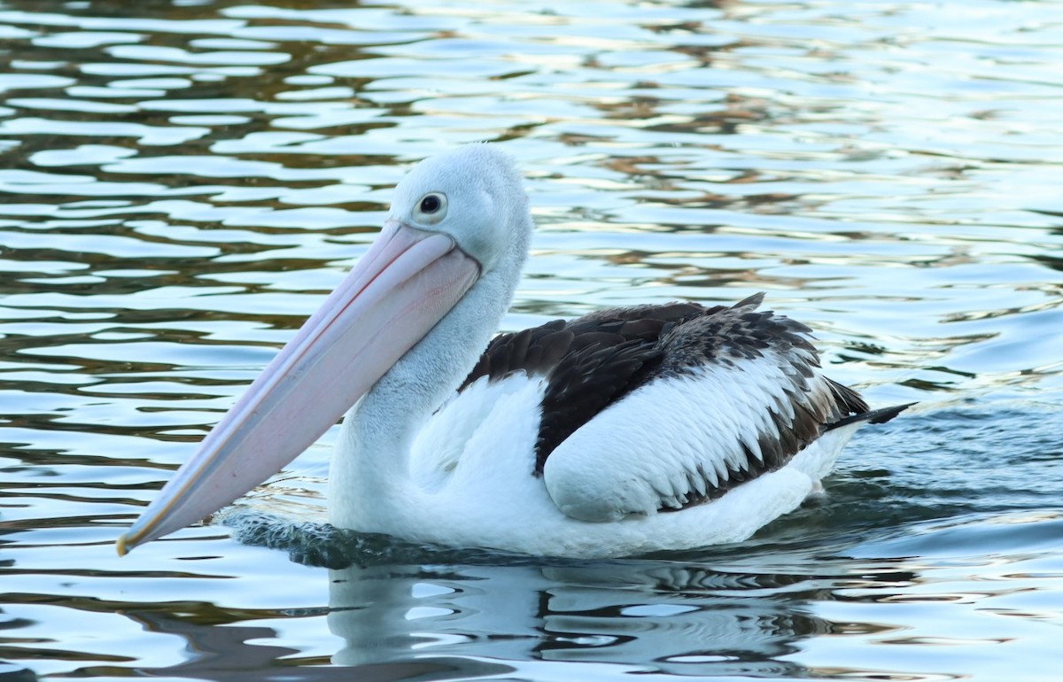 pelikán australský - ML620877986