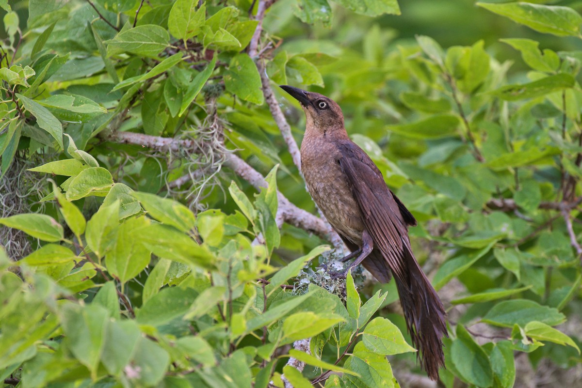 Boat-tailed Grackle - ML620877987