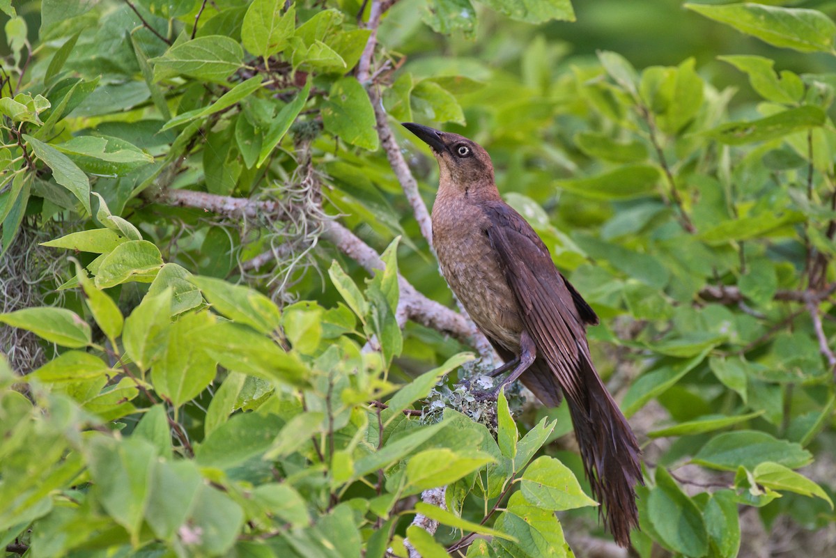 Boat-tailed Grackle - Donald Fullmer