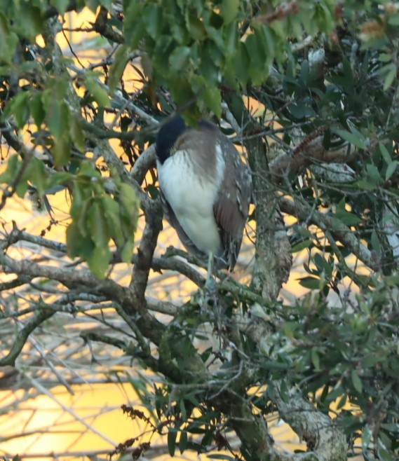 Nankeen Night Heron - ML620877988