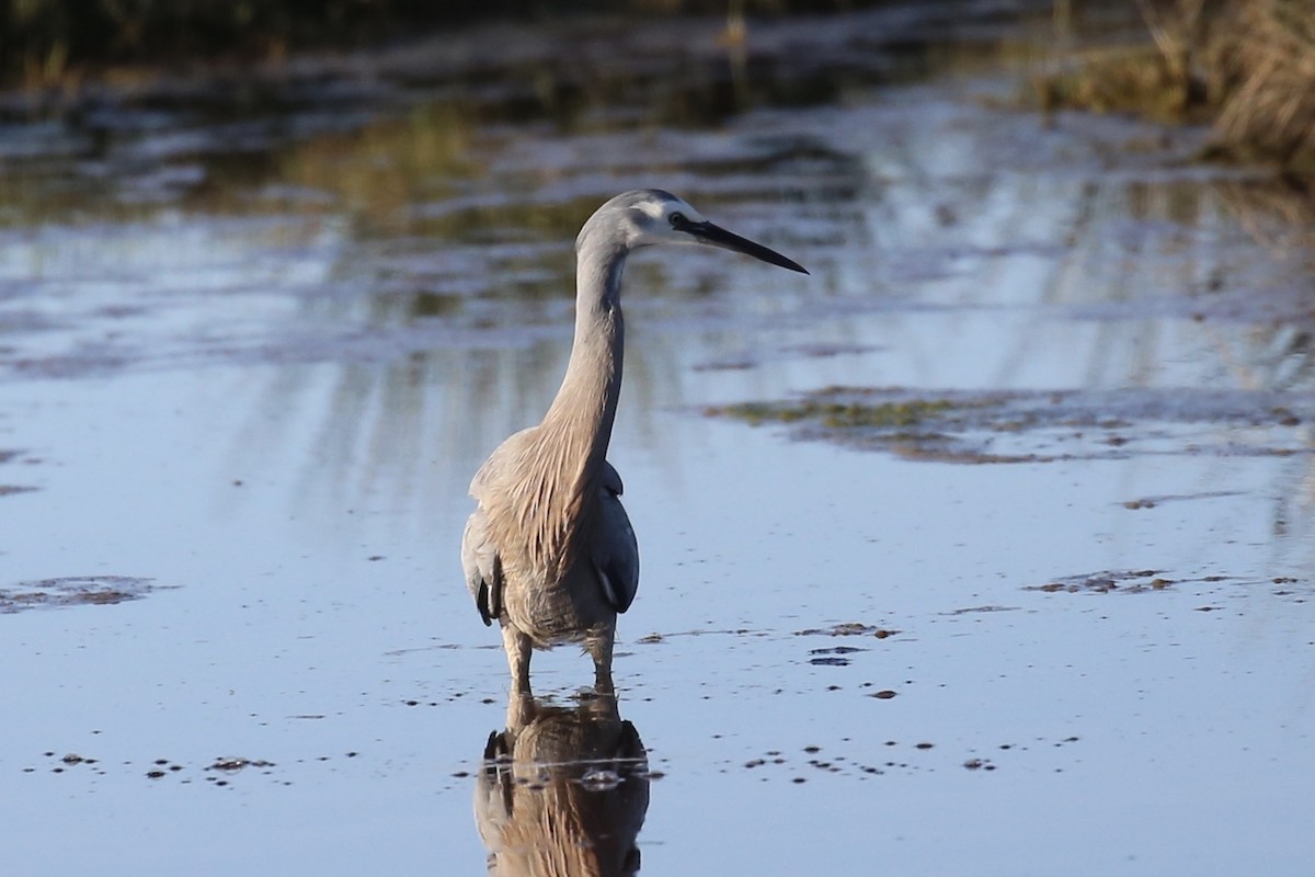 White-faced Heron - ML620877989