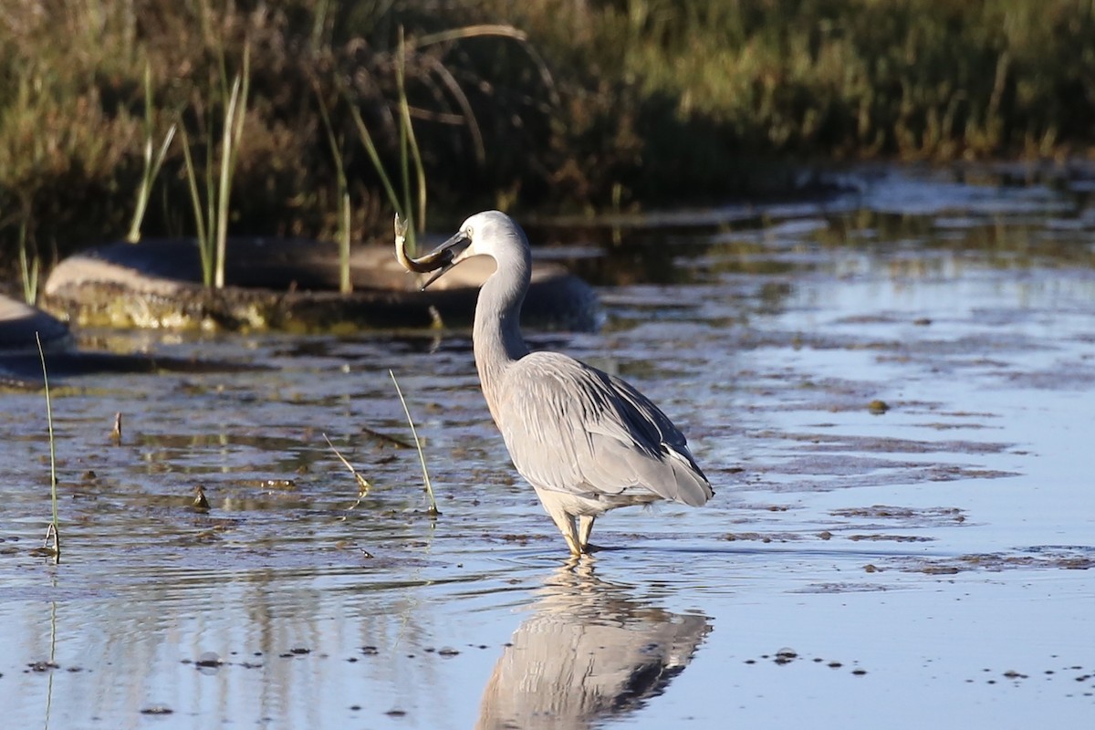 White-faced Heron - ML620877990