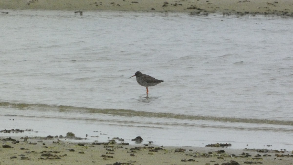 Common Redshank - ML620877991