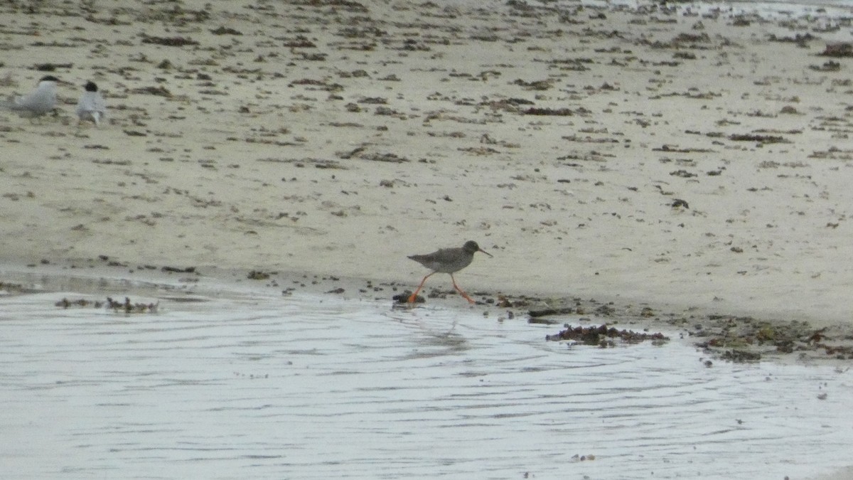 Common Redshank - ML620877992