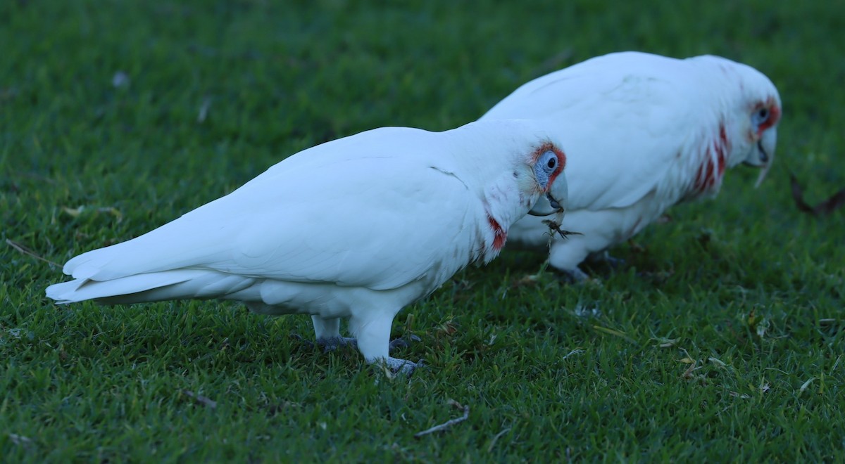 Long-billed Corella - ML620878011