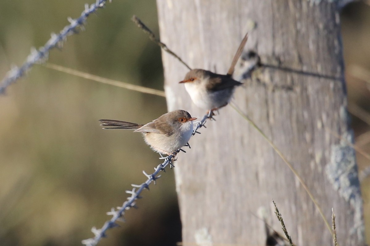 Superb Fairywren - ML620878012