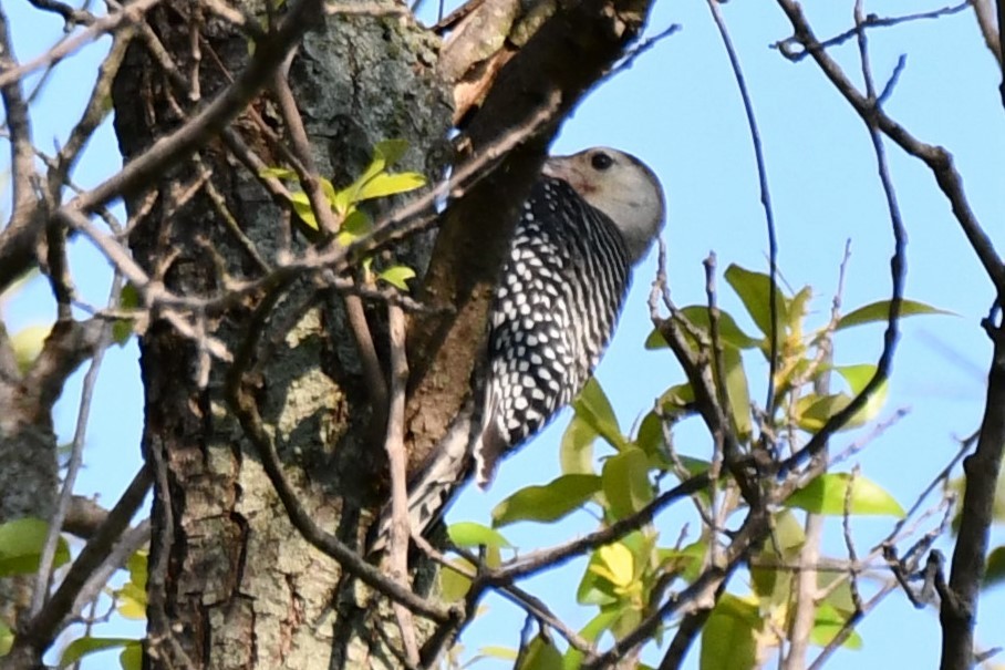 Red-bellied Woodpecker - ML620878015