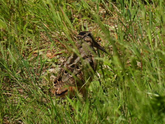 American Woodcock - ML620878022