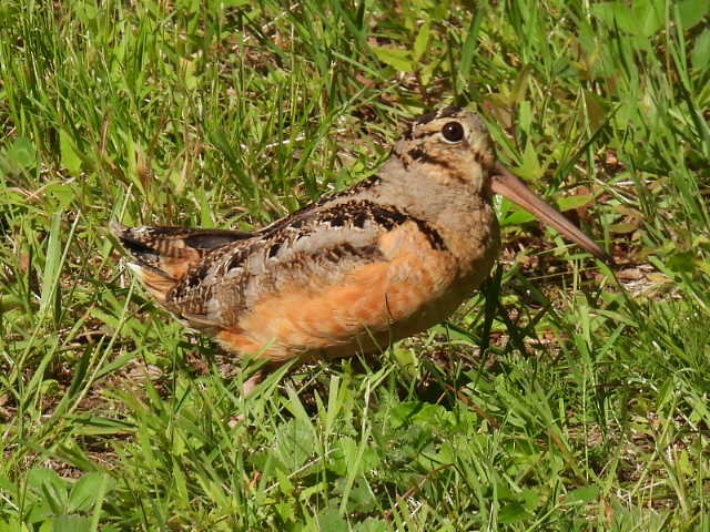 American Woodcock - ML620878023