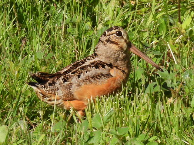 American Woodcock - ML620878024