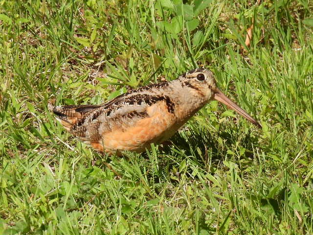 American Woodcock - ML620878026