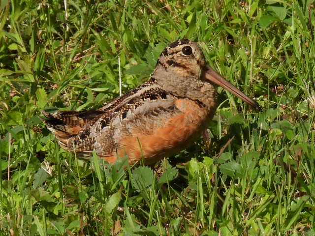 American Woodcock - ML620878027