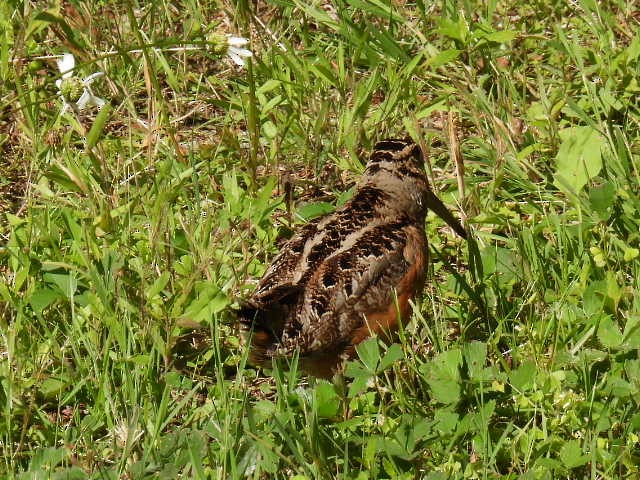 American Woodcock - ML620878028
