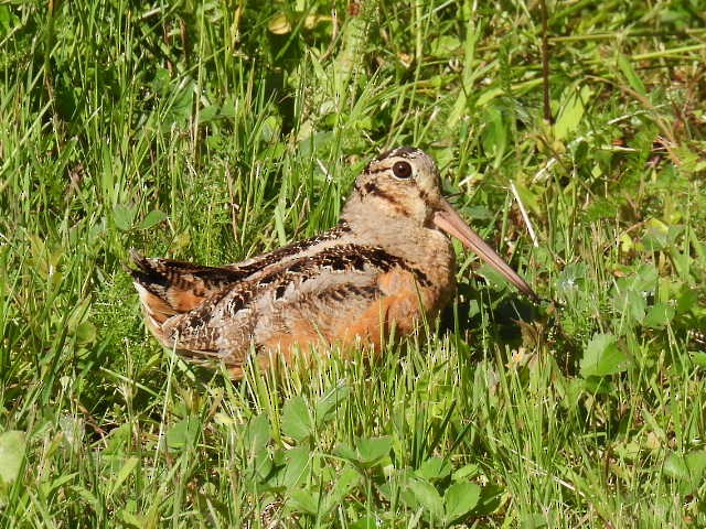 American Woodcock - ML620878029