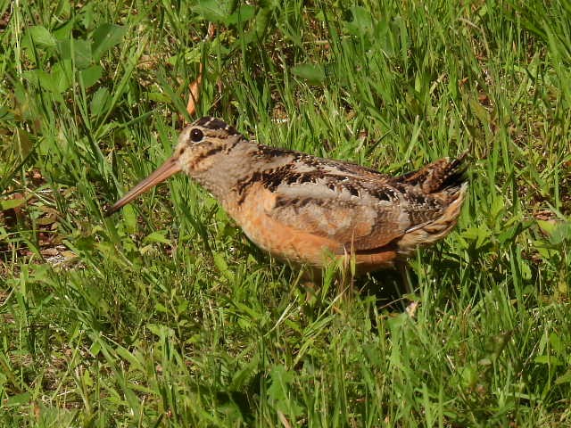 American Woodcock - ML620878030