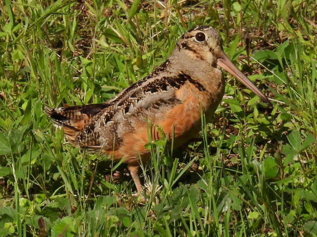 American Woodcock - ML620878031