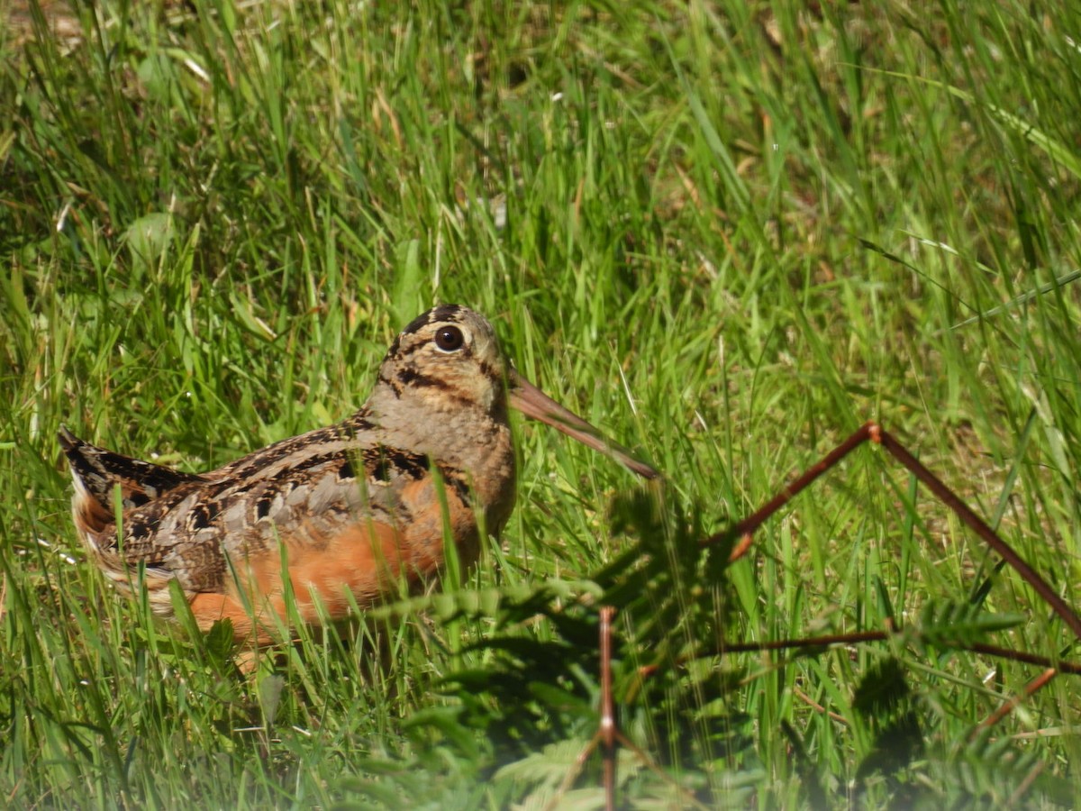 American Woodcock - ML620878032