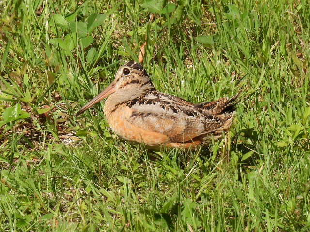 American Woodcock - ML620878033