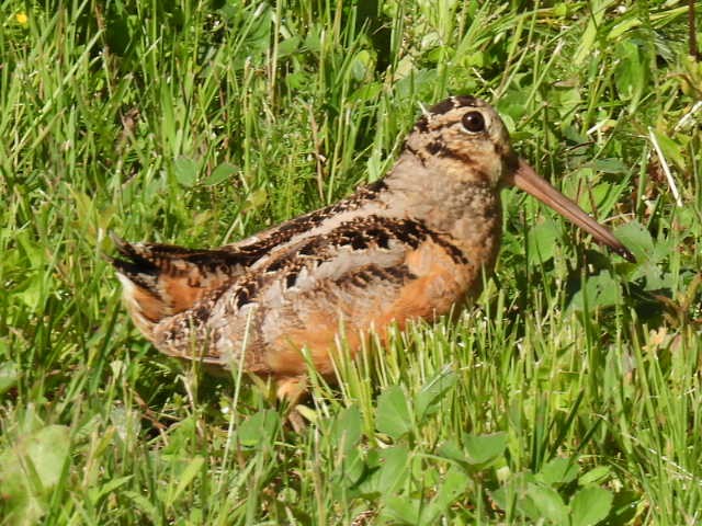 American Woodcock - ML620878034
