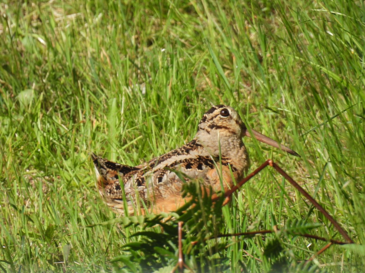American Woodcock - ML620878035