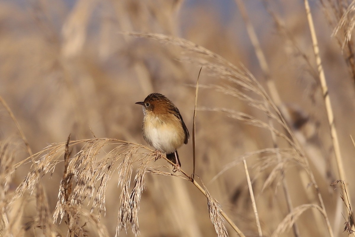 Golden-headed Cisticola - ML620878037