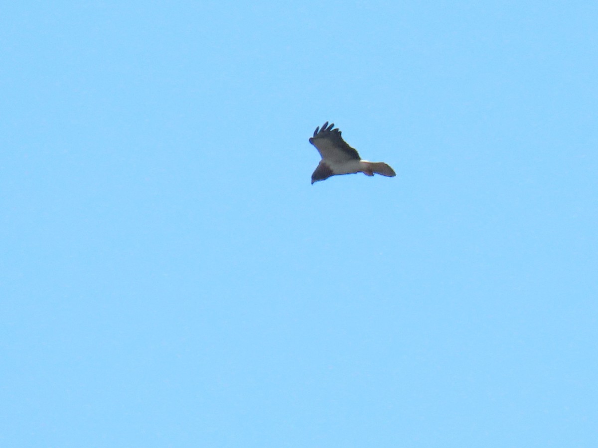 Swainson's Hawk - ML620878038