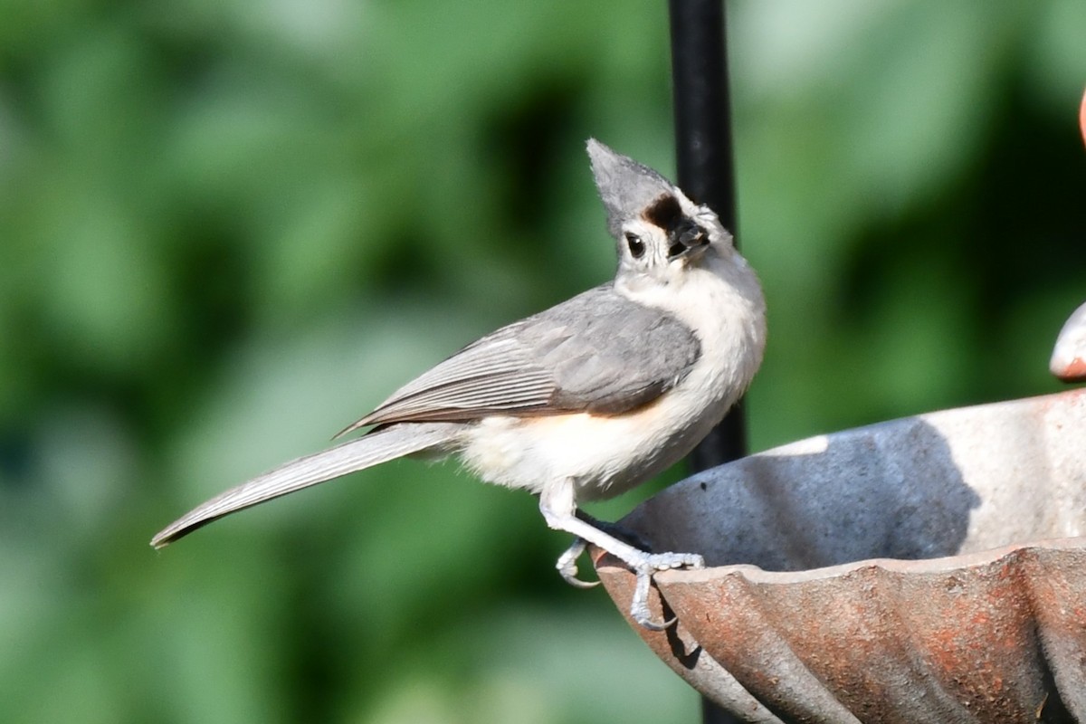 Tufted Titmouse - ML620878039