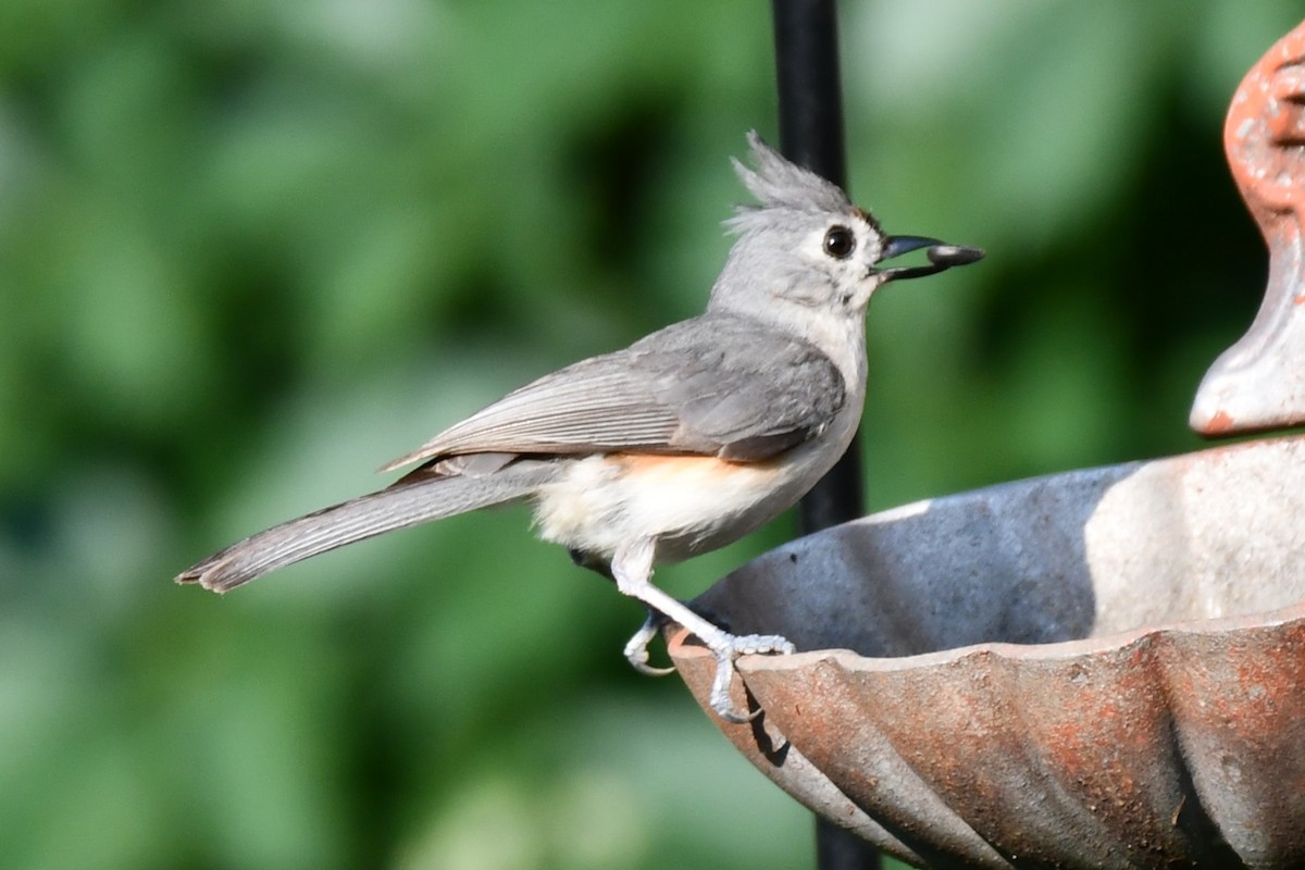 Tufted Titmouse - ML620878040