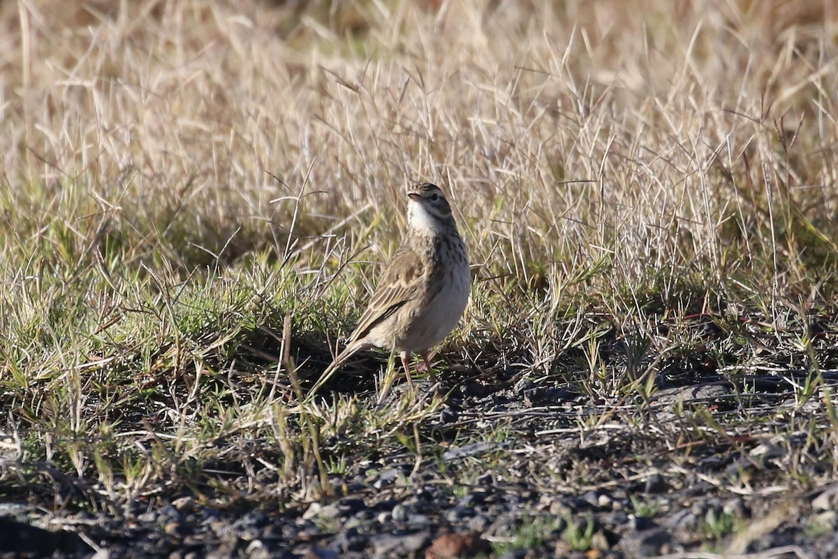 Australian Pipit - Jim Stone