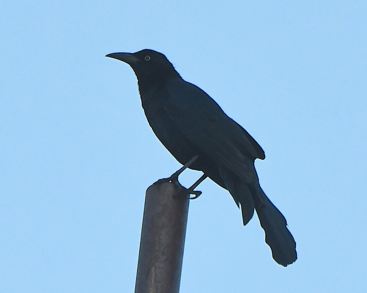 Great-tailed Grackle - ML620878045