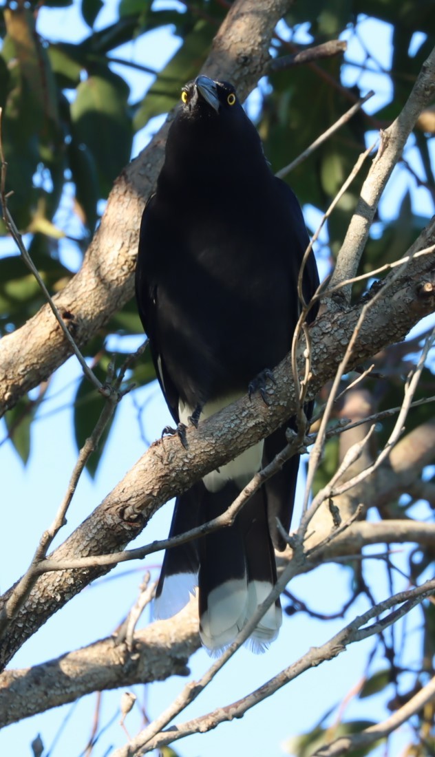Pied Currawong - ML620878046