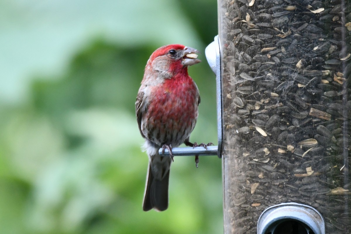 House Finch - ML620878061