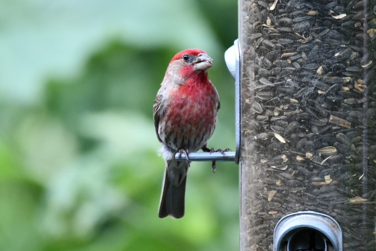 House Finch - ML620878062