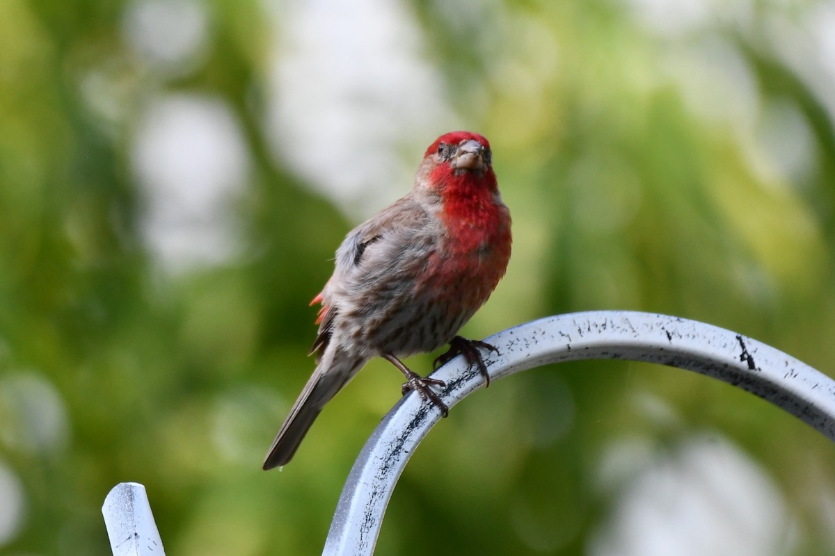 House Finch - ML620878063