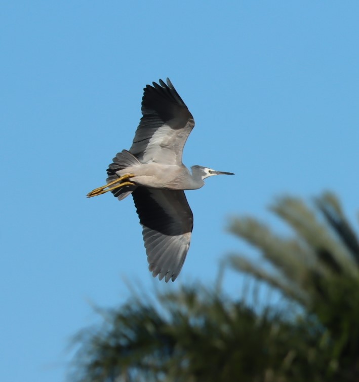 White-faced Heron - ML620878064