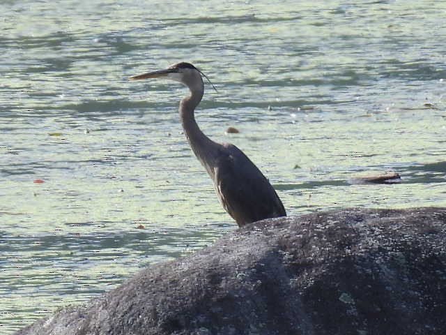 Great Blue Heron - ML620878065