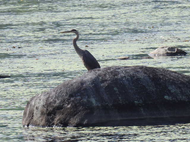 Great Blue Heron - ML620878066