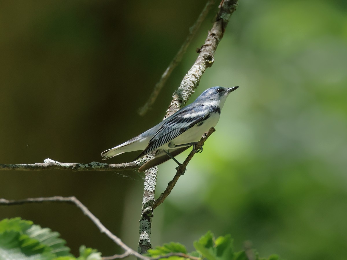 Paruline azurée - ML620878068