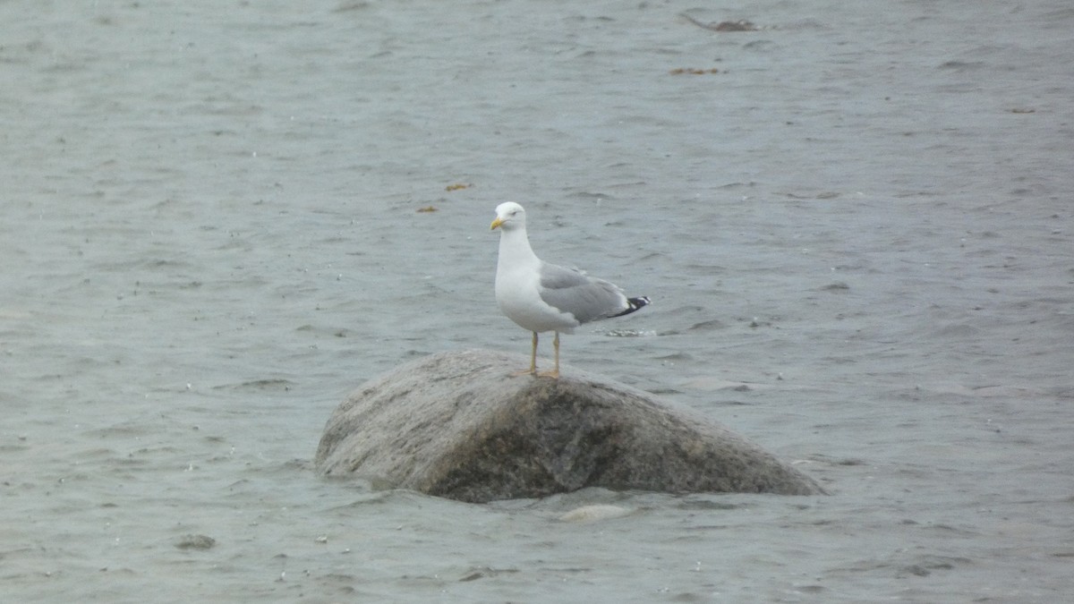 Herring Gull - ML620878069