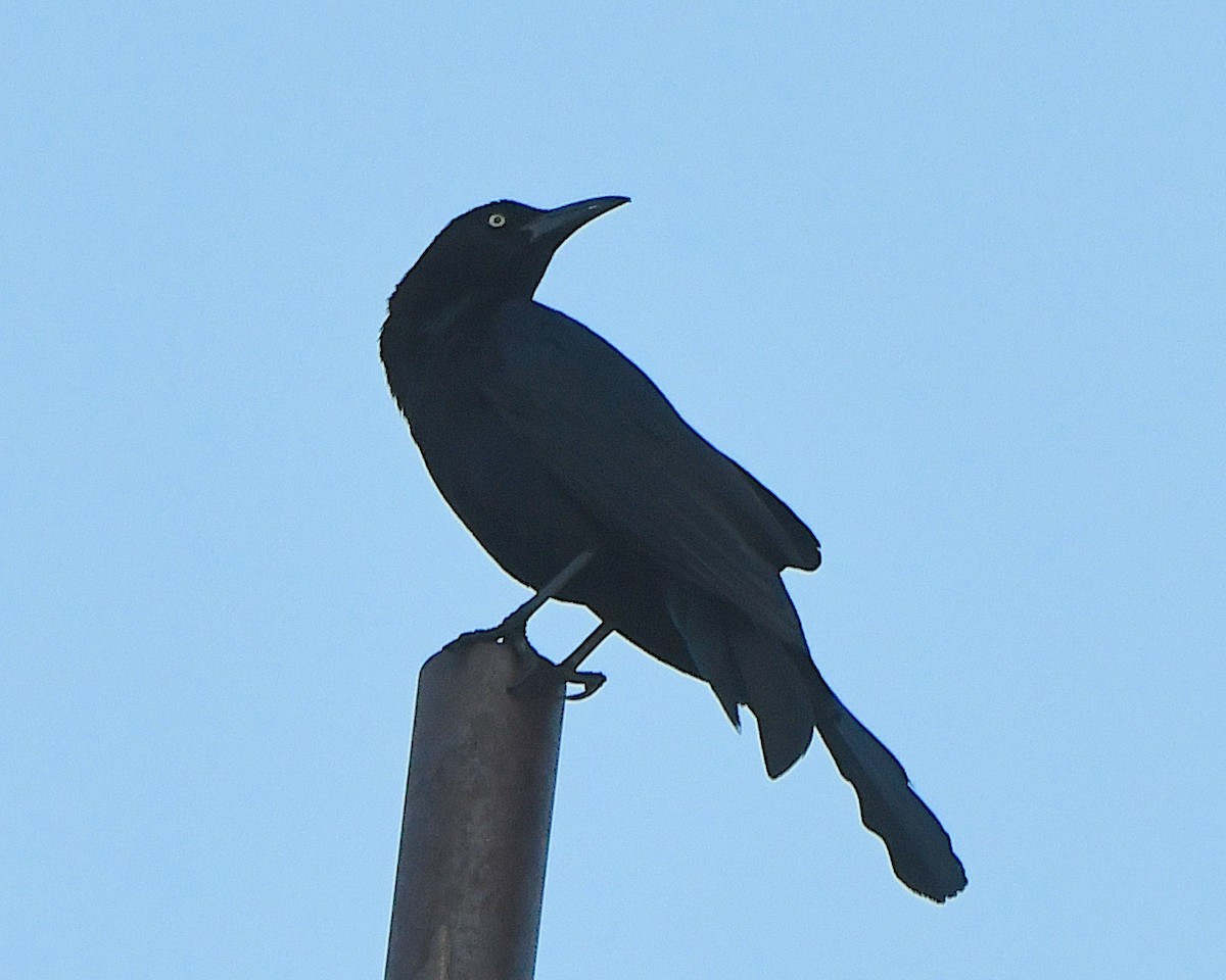 Great-tailed Grackle - ML620878073