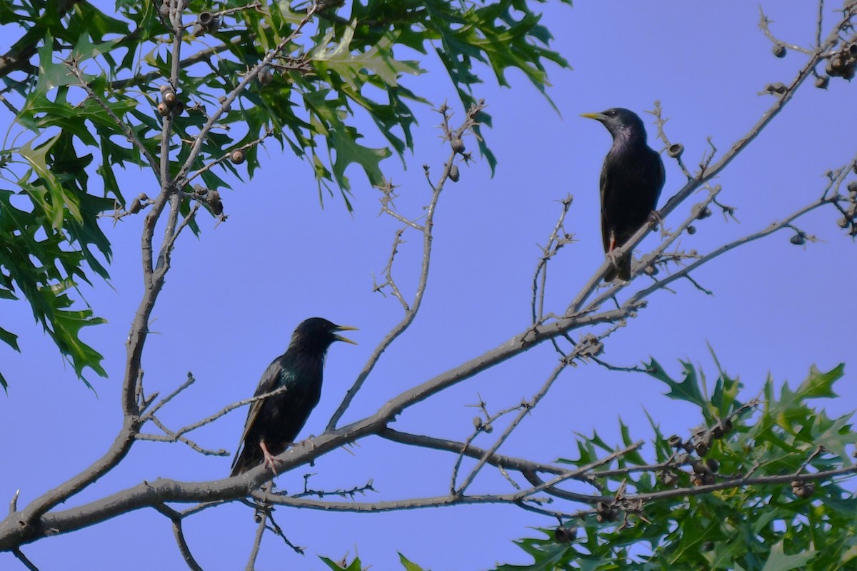 European Starling - Carmen Ricer