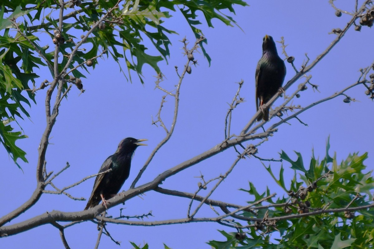 European Starling - ML620878078